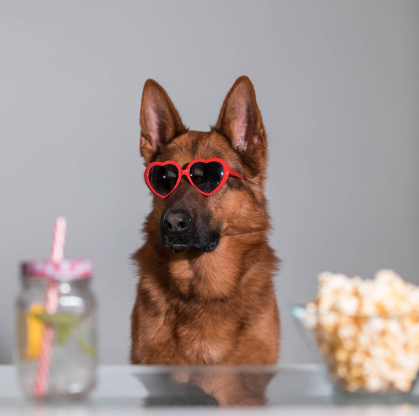 Funny cute dog watching a film with heart sunglasses popcorn and - Фото, изображение
