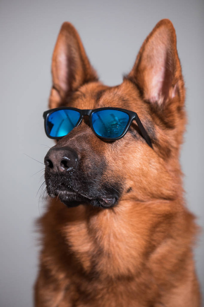 close-up de um cão pastor alemão bonito com óculos de sol
 - Foto, Imagem
