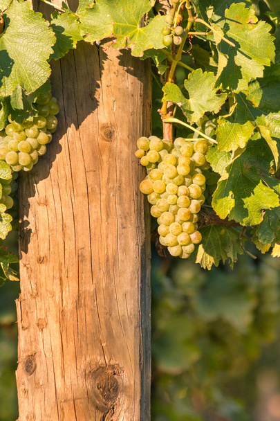 racimo de uvas Sauvignon Blanc maduras que crecen en viñedos
 - Foto, Imagen