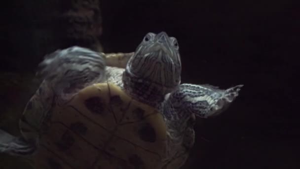 A beautiful green turtle swims past schools of colorful fish. Australia. Slow motion - Materiał filmowy, wideo