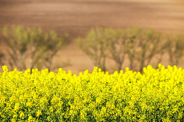 Colza fields. Arable lands in spring - Фото, зображення