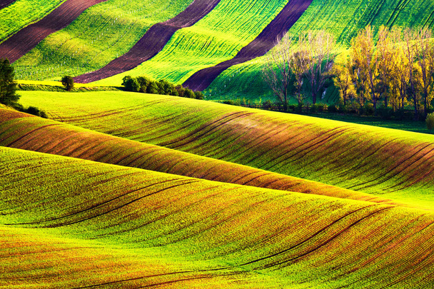 Rodando campos de primavera. Tierras cultivables en Moravia Checa
.  - Foto, imagen