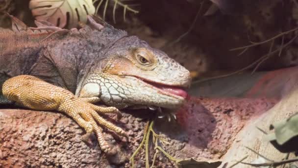 Iguana közelről fagyasztott és néz a kamerába, ban lassú mozgás - Felvétel, videó