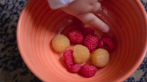 baby eating fresh berries in the room. A plate of raspberries and babys hands close up - Séquence, vidéo