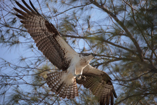 Osprey ave de rapina Pandion haliaetus voando
 - Foto, Imagem
