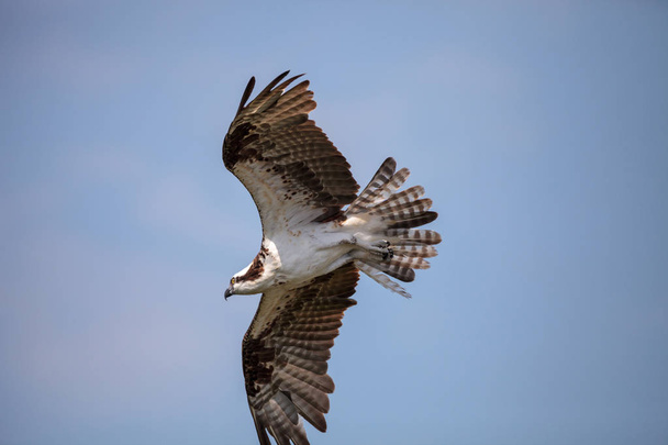 Osprey ragadozó madár Pandion haliaetus repülő - Fotó, kép