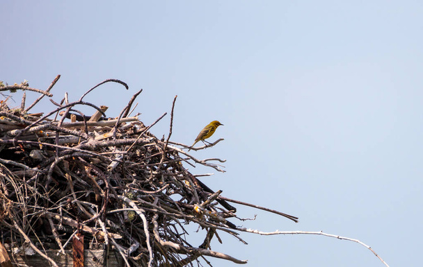 Pine warbler bird Setophaga pinus perches on a big osprey nest - Photo, Image