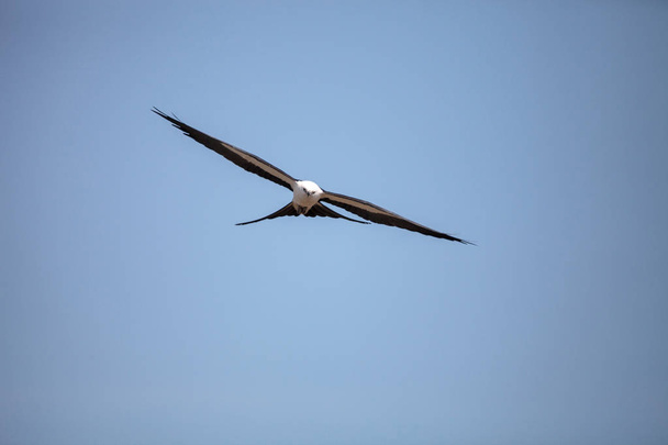 Schwalbenschwanz-Drachen fliegt über blauem Himmel über Tigerschwanzstrand - Foto, Bild