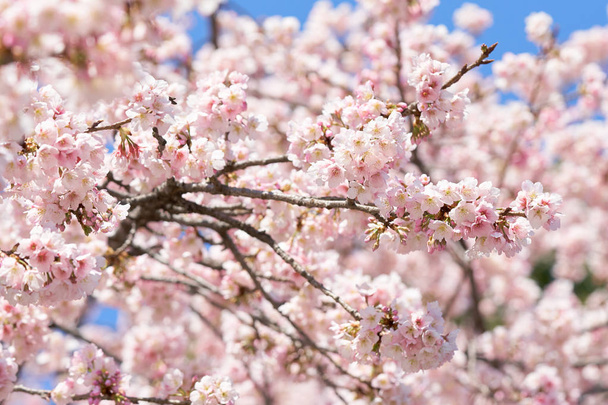 Pink cherry blossom (třešňový květ, zelená listová struktura) na strom Sakura. Sakura květy jsou reprezentativní pro japonské květy. Hlavní část zimní pass. Miluju všechny. - Fotografie, Obrázek