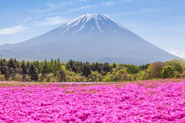 Τομέα της ροζ λουλούδια και βουνού Φούτζι στην φθινοπωρινή εποχή  - Φωτογραφία, εικόνα