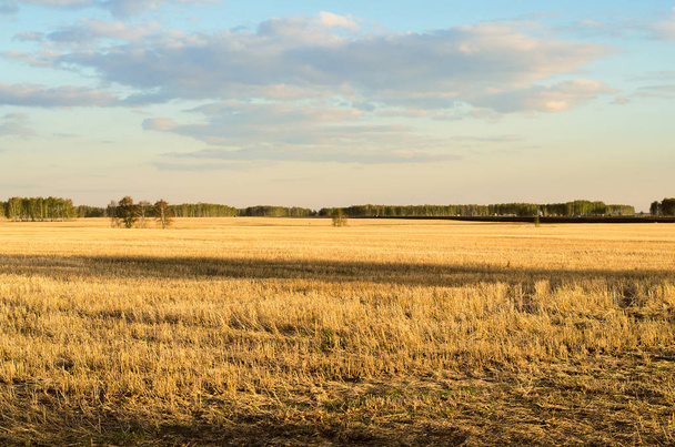 Harvested wheat field and forest behind. - Foto, Imagen