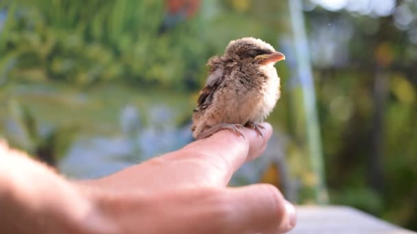 Flüchtiger Vogel sitzt auf menschlicher Hand im Freien. - Filmmaterial, Video