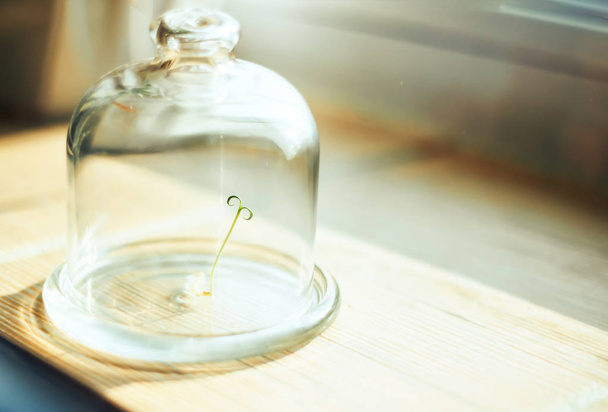 plant under glass jar - Foto, afbeelding