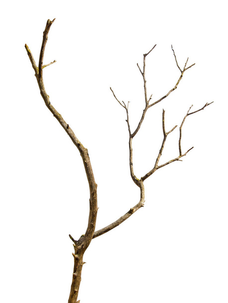 Close up of dry branch  - Photo, Image