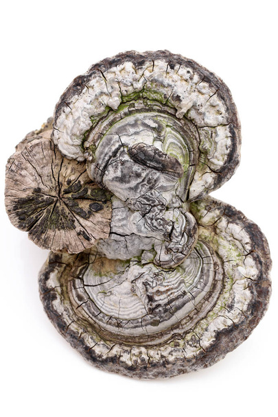 Fomes fomentarius growing on timber, isolated on white background - Photo, Image