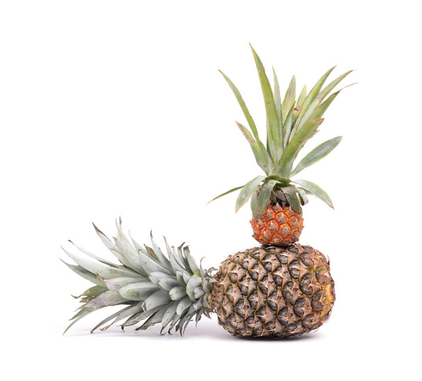 Mini fruit pineapple with a big one - Photo, Image