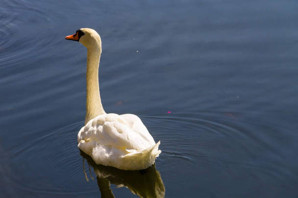 Cisne branco flutuando no lago - Foto, Imagem