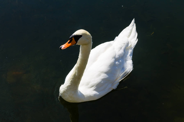 White swan floating on the lake - Фото, изображение