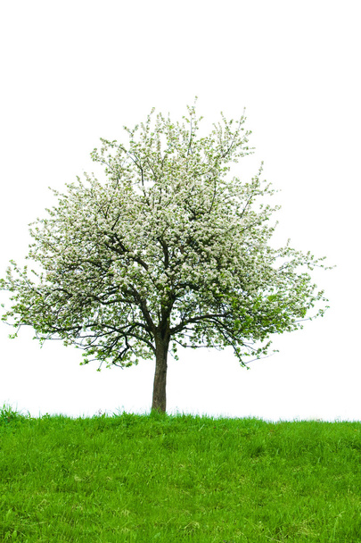 Árbol floreciente aislado
 - Foto, imagen