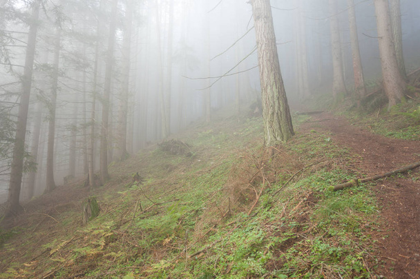 inside a woods in a foggy day - Photo, Image
