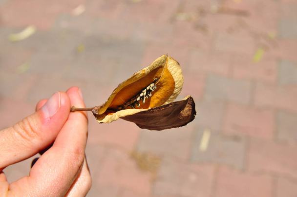 die Hand, die die Samenschale eines Jacaranda-Baumes mit neutralem Hintergrund hält - Foto, Bild