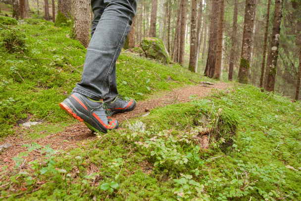 ходьба в лісі довга стежка
 - Фото, зображення