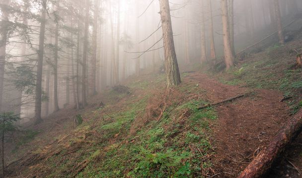 в лесу в туманный день
 - Фото, изображение