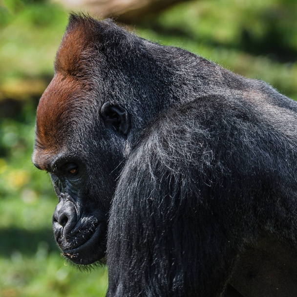 Portret van krachtige alpha mannelijke Afrikaanse gorilla in wacht - Foto, afbeelding