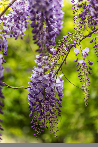 Άνοιξη έννοια. Όμορφα ανθισμένα λουλούδια μωβ wisteria θολή φόντο πράσινο. - Φωτογραφία, εικόνα