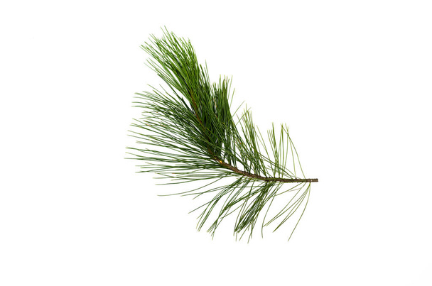 Fir tree branches isolated on white background. Christmas pine tree branches decoration. - Zdjęcie, obraz