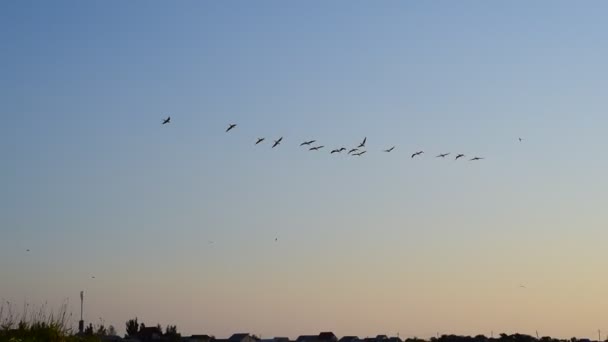 De grands pélicans blancs volent dans le ciel
 - Séquence, vidéo