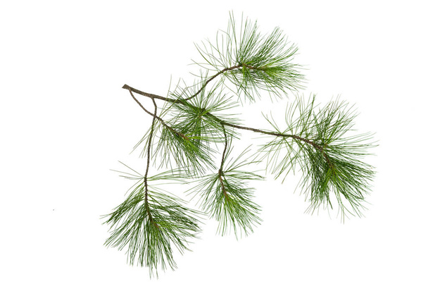 Fir tree branches isolated on white background. Christmas pine tree branches decoration. - Фото, изображение