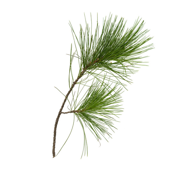 Fir tree branches isolated on white background. Christmas pine tree branches decoration. - Fotoğraf, Görsel