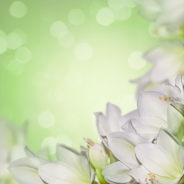 Πράσινο φόντο με λευκά λουλούδια - Φωτογραφία, εικόνα
