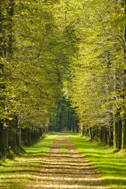avenue with beautiful linden trees and footpath - Photo, Image