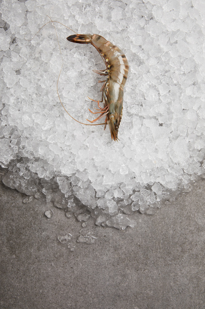 vista superior do camarão cru no gelo picado e na superfície do concreto
 - Foto, Imagem