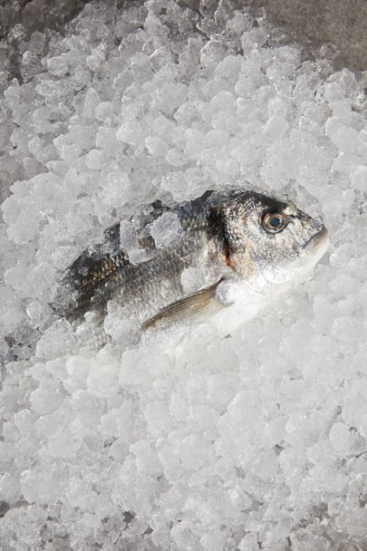 top view of raw gilt-head bream incrushed ice - Photo, Image