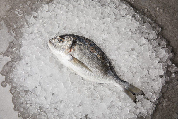 top view of raw gilt-head bream on crushed ice and on concrete surface - Photo, Image
