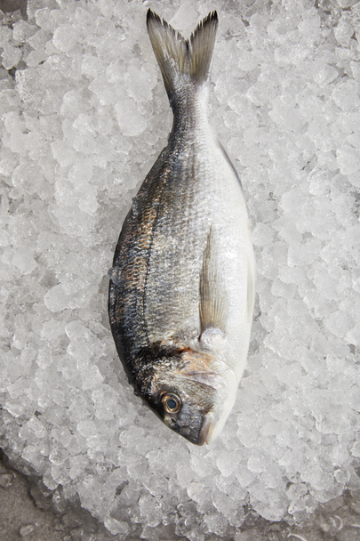 top view of raw gilt-head bream on crushed ice - Photo, Image