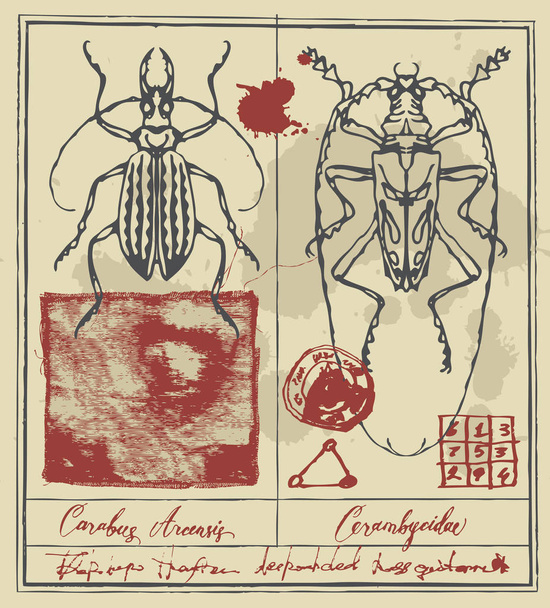 Retro banneri yksityiskohtaiset piirustukset kovakuoriaisia
 - Vektori, kuva