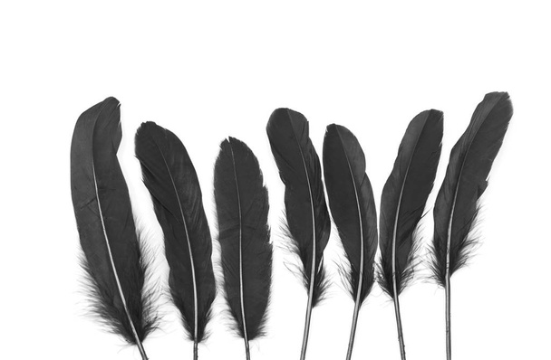 Black feathers on a white background - Photo, image