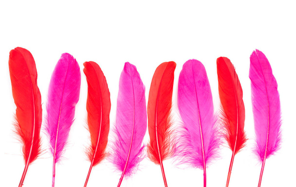 Dark pink and chili red feathers on a white background - Фото, изображение