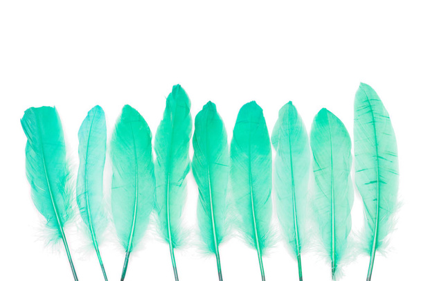 Green feathers on a white background - Photo, Image
