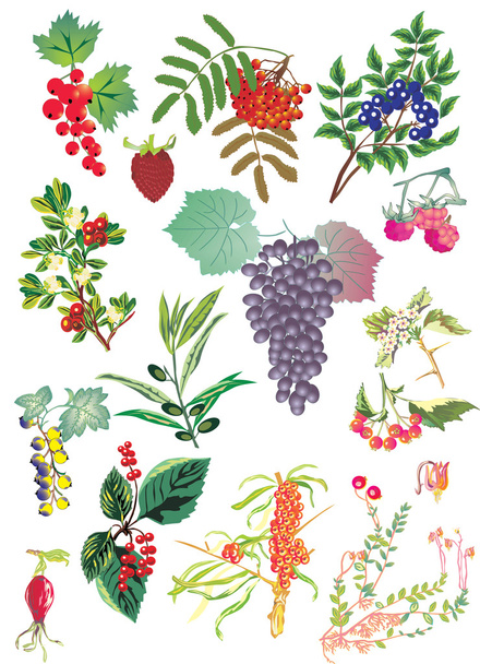 Fruits and flowers on white - Vector, afbeelding