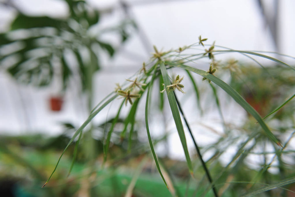 Fiore di Tsiperus - Foto, immagini