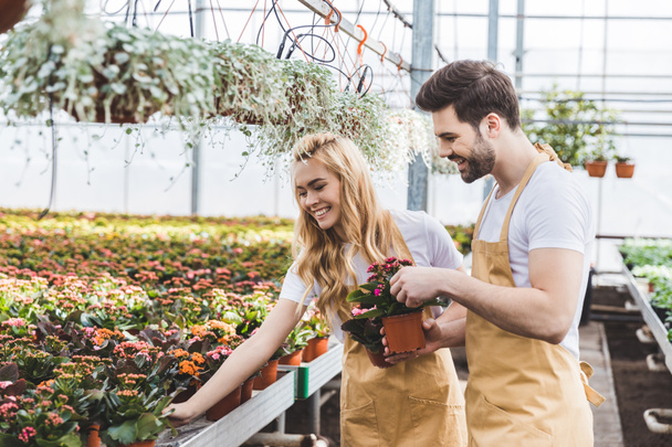 Couple of gardeners arranging pots with flowers in greenhouse - Photo, Image
