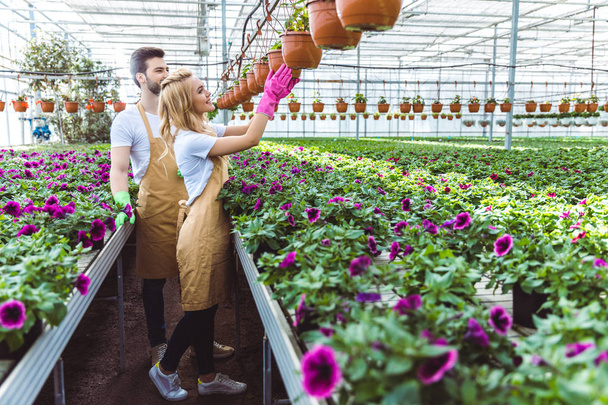 Pareja de jardineros en guantes trabajando en invernadero con flores
 - Foto, imagen
