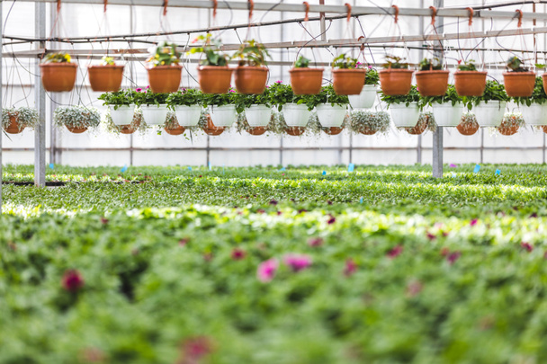 Pots with blooming flowers and plants in greenhouse - Foto, imagen