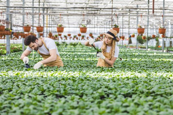 Jardineros sonrientes plantando flores en invernadero
 - Foto, imagen