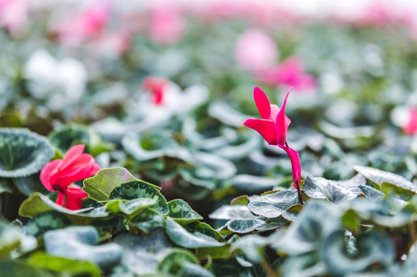 Flor de ciclamen rosa entre hojas verdes en invernadero
 - Foto, imagen